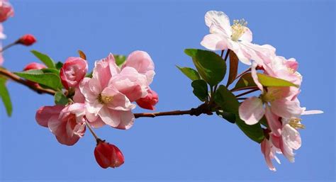 海棠花 象徵|海棠花的花語及象徵寓意，原來是這樣的！確實沒想到！